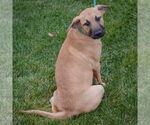 Small #2 Black Mouth Cur-German Shepherd Dog Mix
