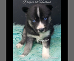 Small Photo #26 Siberian Husky Puppy For Sale in BLOOMFIELD, IN, USA