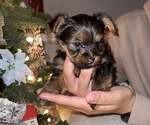 Small Yorkshire Terrier