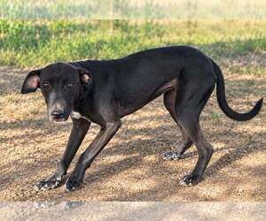 Mutt Dogs for adoption in Minneapolis, MN, USA