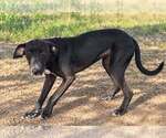 Dahlia Vex - Female Mutt Dog for Adoption - Small photo