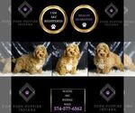 Small Photo #58 Poodle (Miniature) Puppy For Sale in WARSAW, IN, USA