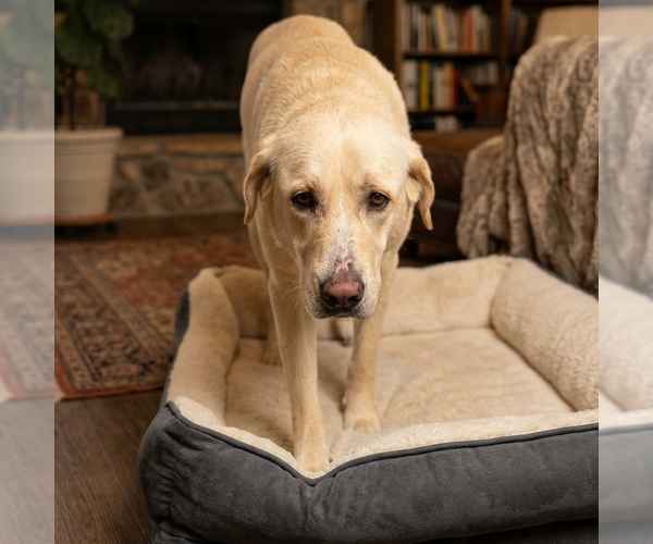 Medium Photo #1 Labrador Retriever-Unknown Mix Puppy For Sale in Vail, AZ, USA