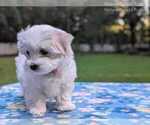 Small #4 Maltese