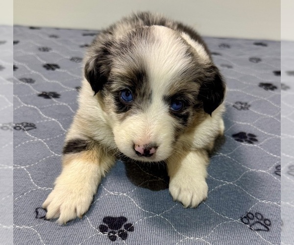 Medium Photo #45 Miniature Australian Shepherd Puppy For Sale in SALISBURY, NC, USA