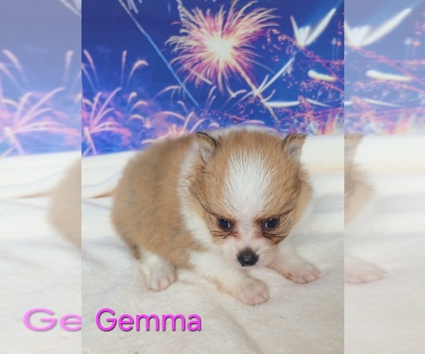 Medium Photo #4 Pomeranian Puppy For Sale in AZLE, TX, USA