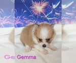 Small #3 Pomeranian