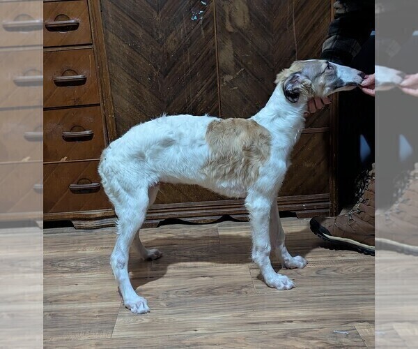 Medium Photo #5 Borzoi Puppy For Sale in FULTON, NY, USA