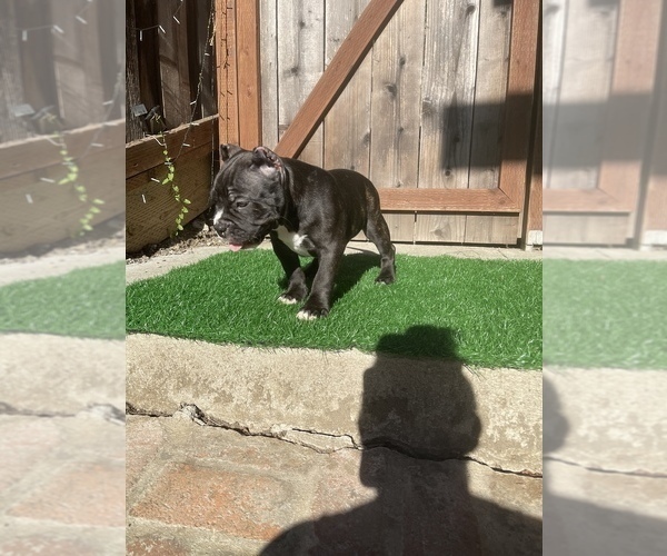 Medium Photo #9 American Bully Puppy For Sale in OAKLAND, CA, USA