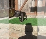 Small Photo #9 American Bully Puppy For Sale in OAKLAND, CA, USA