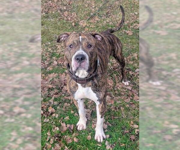 Medium Photo #1 Boxer-Unknown Mix Puppy For Sale in Akron, OH, USA