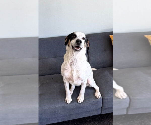 Medium Photo #1 Collie-Unknown Mix Puppy For Sale in Boston, MA, USA