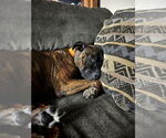 Small #5 American Pit Bull Terrier