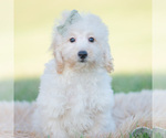 Small Photo #60 Goldendoodle (Miniature) Puppy For Sale in WARSAW, IN, USA