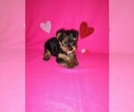Puppy 6 Yorkshire Terrier