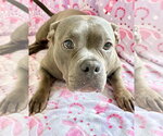 Small #4 American Pit Bull Terrier Mix