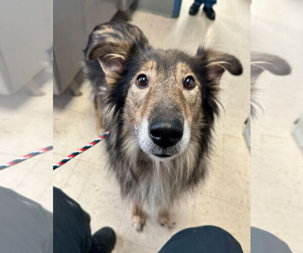 Medium Photo #3 Collie-German Shepherd Dog Mix Puppy For Sale in Princeton, MN, USA