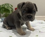 Small #10 French Bulldog
