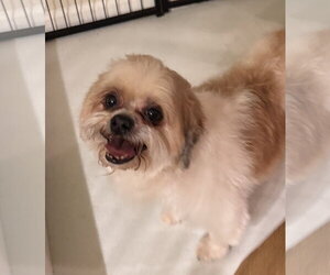 Romeo (in foster) - Male Shih Tzu Dog for Adoption - Photo #2