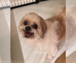 Small #2 Shih Tzu