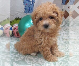 Cavapoo Puppy for sale in RATTAN, OK, USA