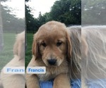 Small #3 Golden Retriever