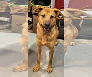 German Shepherd Dog Dogs for adoption in Lewistown, PA, USA