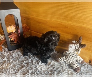 Yorkipoo Puppy for sale in CROSSVILLE, TN, USA