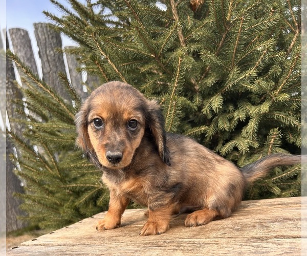 Medium Photo #5 Dachshund Puppy For Sale in MIDDLEBURY, IN, USA