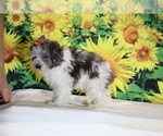 Birdie - Female Goldendoodle (Miniature) Puppy for Sale - Photo #2