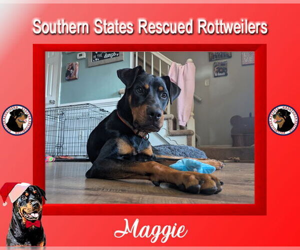 Medium Photo #1 Rotterman Puppy For Sale in White Hall, AR, USA