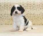 Small #2 Cavapoo