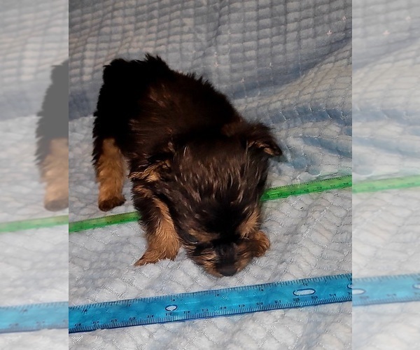 Medium Photo #31 Yorkshire Terrier Puppy For Sale in AKRON, OH, USA