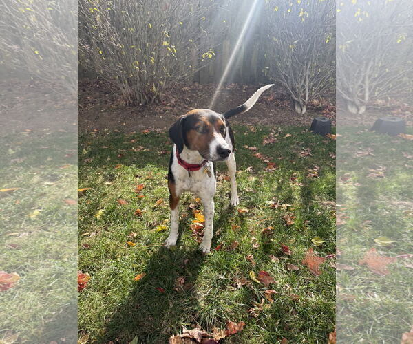 Medium Photo #1 Mutt Puppy For Sale in Oakhurst, NJ, USA