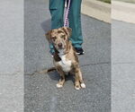 Small #11 Catahoula Leopard Dog Mix