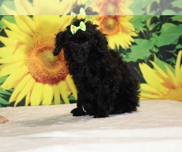 Medium Photo #2 Poodle (Toy) Puppy For Sale in DYERSBURG, TN, USA