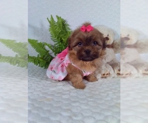 ShihPoo Puppy for Sale in SUGARCREEK, Ohio USA