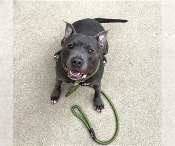 Medium Photo #2 American Pit Bull Terrier Puppy For Sale in Aurora, IL, USA