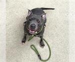 Small #1 American Pit Bull Terrier