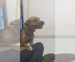 Small Black Mouth Cur Mix