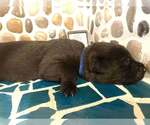 Small #4 Mutt
