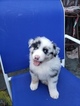 Small Photo #5 Australian Shepherd Puppy For Sale in KERRVILLE, TX, USA
