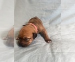 Small #12 Rhodesian Ridgeback