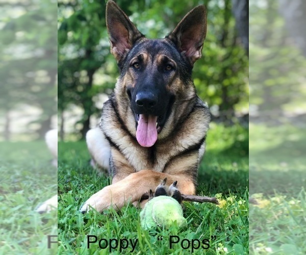 Medium Photo #17 German Shepherd Dog Puppy For Sale in PERKINSVILLE, VT, USA