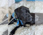 Small #8 Mastiff