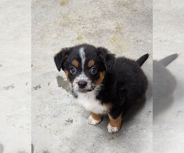 Medium Photo #4 Mutt Puppy For Sale in Mooresville, NC, USA