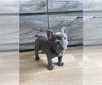 Small Photo #3 French Bulldog Puppy For Sale in SAN DIEGO, CA, USA