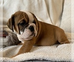 Small Photo #11 English Bulldog Puppy For Sale in JOHNS ISLAND, SC, USA