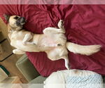 Small #4 Anatolian Shepherd-Siberian Husky Mix