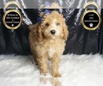 Small #6 Poodle (Toy)